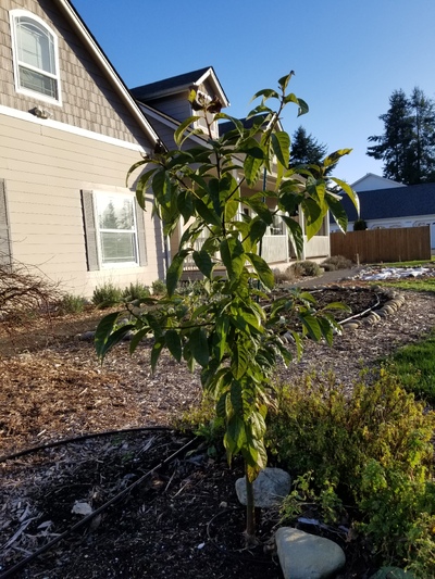 (January 21, 2025) Pre Frost Report -- Winter has been mild to this point. Only hitting about 25 for a couple days in December. Tree has only slight browning at the tips but is otherwise unaffected.
Picture taken 1/16/2025.