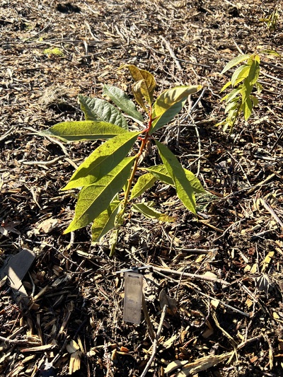(January 21, 2025) Frost Damage Update -- After about a week of overnight below-freezing temperatures, #438 is doing relatively well. Younger leaves do show some browning and the remaining leaves have spots, but no other obvious distress. 