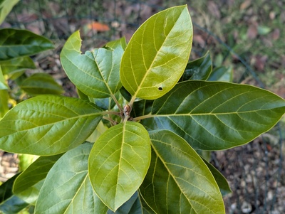 (January 21, 2025) Freeze update -- No sign of even minor cosmetic leaf damage from a couple nights around 26°F (-3.4°C).