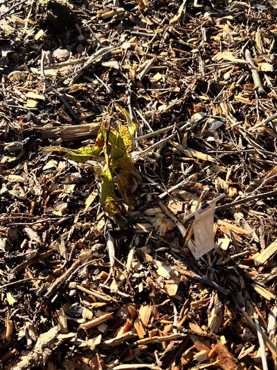 (January 21, 2025) Frost Damage Update -- #459 has not tolerated sub-freezing temperatures well. Overnight lows were around 27f for the last week— the plant has wilted with brown spots spreading across its leaves. 