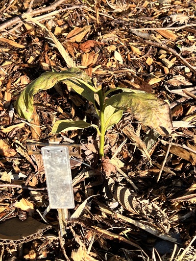 (January 22, 2025) Frost Damage Update -- #467 shows signs of frost damage due to the below freezing temperatures over the last week. Browning/spotting on most leaves. 