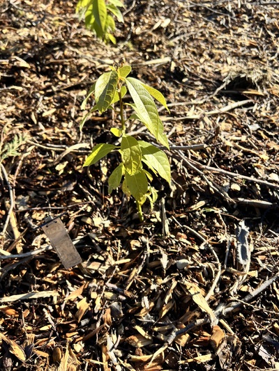 (January 22, 2025) Frost Damage Update -- #430 has minimal damage from recent freezing temperatures. It shows signs of mild browning on the youngest leaves, but is otherwise hearty. 