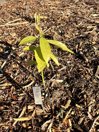 (January 22, 2025) Frost Damage Update -- #440 has minimal damage from recent freezing temperatures. It shows signs of mild browning and spotting on the lower leaves, but is otherwise hearty. 