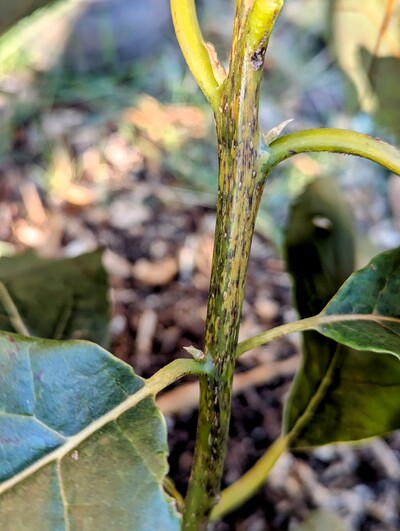 (January 22, 2025) Freeze update -- Definitely some damage to the leaves and stems from the two ~26°F nights recently.