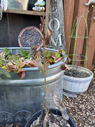 (January 22, 2025) Mid winter -- Graft failed initially, so let the rootstock grow. Severely damaged by the cold, likely dead.