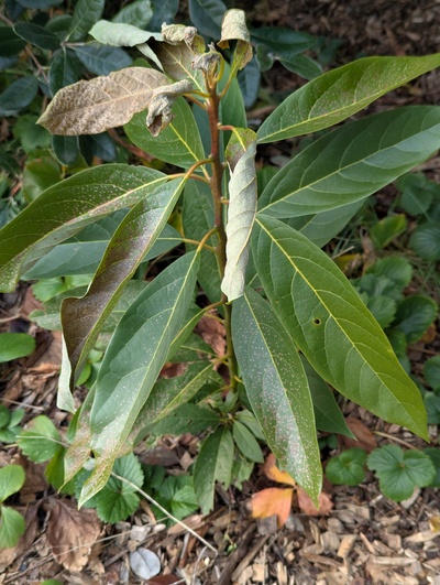 (January 23, 2025) Update -- Only minor leaf damage so far
