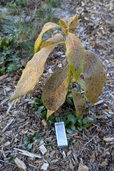 (January 26, 2025) Frost Damage Report Mid-January Freeze -- Tree is hanging on (leader looks green still), but most leaves are dry and look dead.