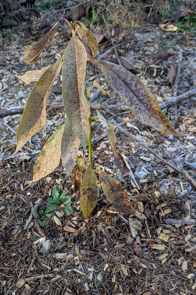 (January 26, 2025) Frost Damage Report Mid-January Freeze -- Looks like tree is hanging on, but most leaves are dead. Leader is still green.