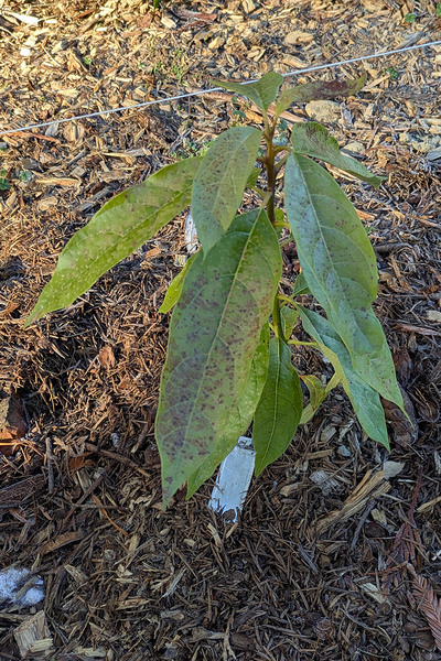 (January 26, 2025) Frost Damage Report Mid-January Freeze -- Tree is in moderate condition. Upper leaves seem the most harmed by the frost, and lower leaves and leader look healthy.