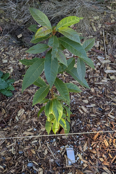 (January 26, 2025) Frost Damage Report Mid-January Freeze -- Tree looks VERY healthy! Some minor damage to top leaves, the rest seem to be holding up great.