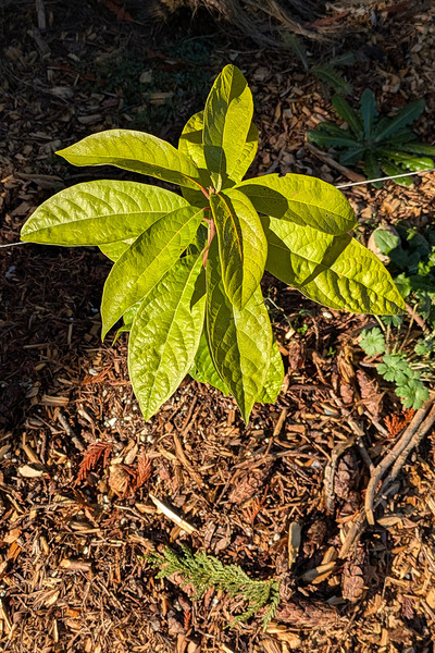 (January 26, 2025) Frost Damage Report Mid-January Freeze -- Tree looks pretty good overall. Remarkably little leaf damage. Some chlorosis? The leaves seem less deeply green than some of the others.