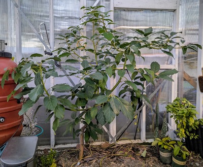 (January 28, 2025) Update -- Shows signs of starting its spring flush.