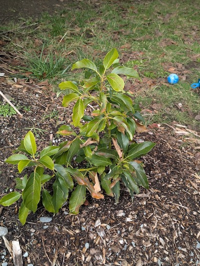 (February 8, 2025) Inter-freeze update -- After a few weeks of intermittent mild to moderate freezes (lowest temperature of 25.7°F/-3.5°C), this tree shows very little damage to the Puebla graft, though the rootstock has no branches of its own to compare.