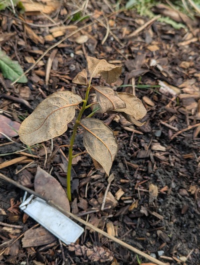 (February 8, 2025) Inter-freeze update -- After a few weeks of intermittent mild to moderate freezes (lowest temperature of 25.7°F/-3.5°C), this tree has lost most of the leaves but the stems mostly seem alive and well.