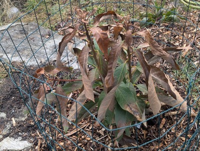 (February 8, 2025) Inter-freeze update -- After a few weeks of intermittent mild to moderate freezes (lowest temperature of 25.7°F/-3.5°C), this tree has lost most of the leaves other than in the lower/inner canopy, and the growing tips (which had been actively flushing) are crispy on the stems as well.