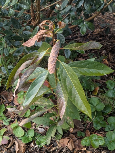 (February 8, 2025) Inter-freeze update -- After a few weeks of intermittent mild to moderate freezes (lowest temperature of 25.7°F/-3.5°C), this tree shows some damage but seems mostly happy.