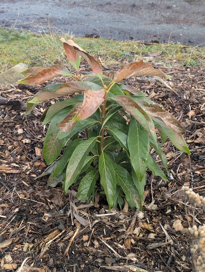 (February 8, 2025) Inter-freeze update -- After a few weeks of intermittent mild to moderate freezes (lowest temperature of 25.7°F/-3.5°C), the most exposed leaves look crispy but the lower leaves, stems, and terminal buds all look very happy.