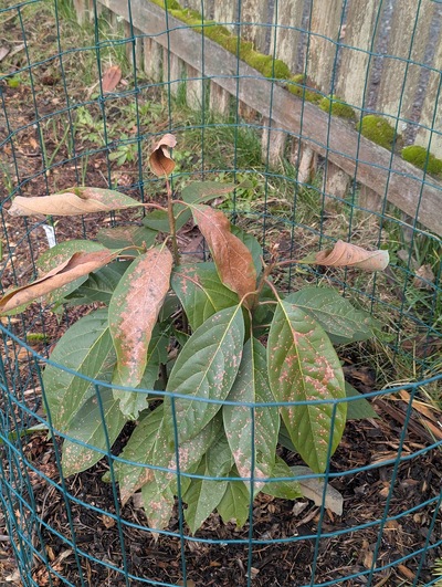 (February 8, 2025) Inter-freeze update -- After a few weeks of intermittent mild to moderate freezes (lowest temperature of 25.7°F/-3.5°C), this tree shows some damage but seems mostly happy.
