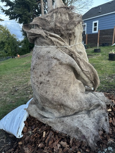 (February 12, 2025) Wintering photo -- Tree seems healthy and happy so far in the ground. Has grown a few leaves and 2-3” taller since being planted in the fall. Tucked in under two layers of burlap with bamboo supports for the current cold spell.