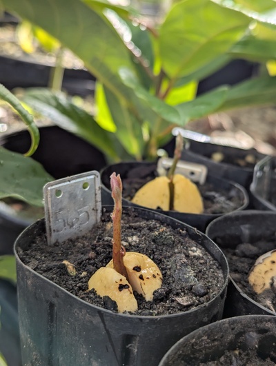 (February 12, 2025) Sprouting  -- This is one of the earliest few seeds to sprout this year.