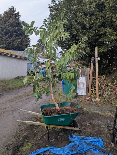 (February 17, 2025) Transplanted -- This tree was moved out from the greenhouse to the right of way next to the sidewalk. Hopefully enough roots were kept intact that it won't suffer too badly from the move.