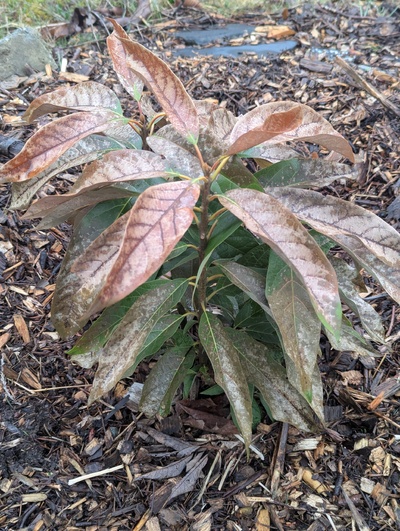 (February 19, 2025) Update -- Lots of leaf damage and maybe a little to terminal buds, but stems look OK on the whole.