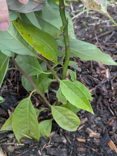 (February 20, 2025) Freeze update -- No damage to stems, minor damage to leaves.