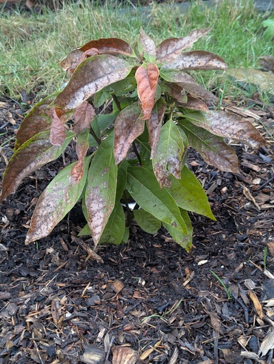 (February 20, 2025) Freeze update -- Overall photo shows the leaf damage extent.
