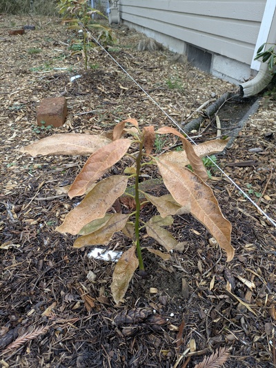 (February 21, 2025) Spring warm-up Update -- Main stem solid, leaves fully damaged. buds might have survived.