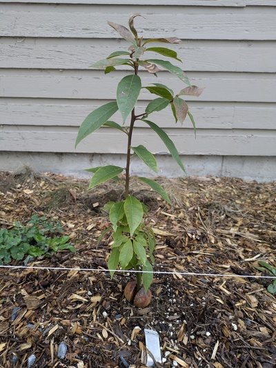 (February 21, 2025) Spring warm-up Update -- Some top leaf damage, but many mostly intact leaves. Promising!
