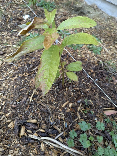 (February 21, 2025) Spring warm-up Update -- Light leaf damage. Moderately intact leaves. Main stem looks good.