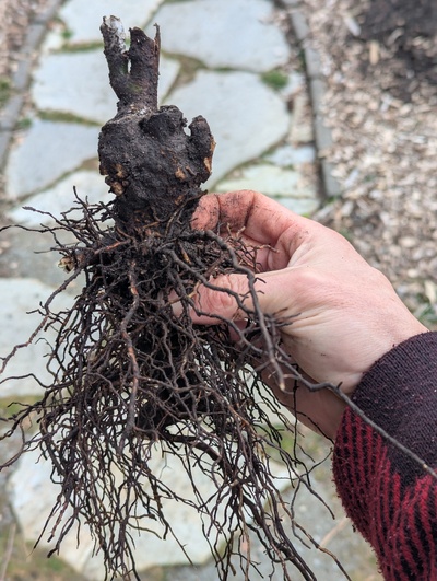 (March 2, 2025) Dug up -- I had marked this dead previously, but in digging up the root ball I see it's still alive. I'll pot it up I guess.