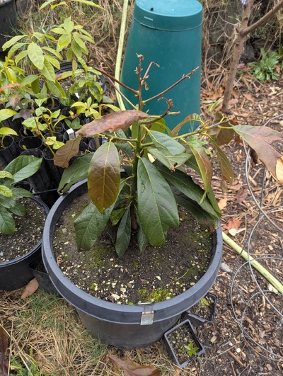(March 5, 2025) Update -- Photo from a few days ago, the more tender growth was all crisped but the older leaves mostly look OK.