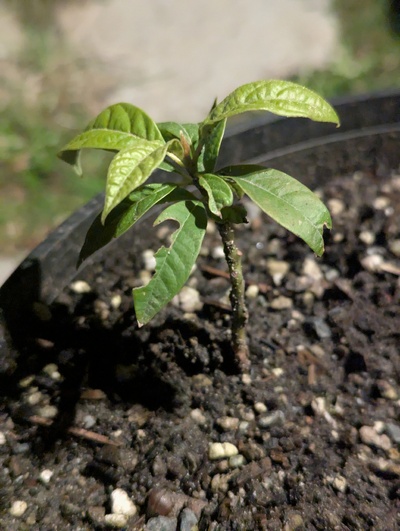 (March 11, 2025) Update -- Alive and well, despite being forgotten outside for a couple mild freezes, but it was in the greenhouse for the worst of them this winter.