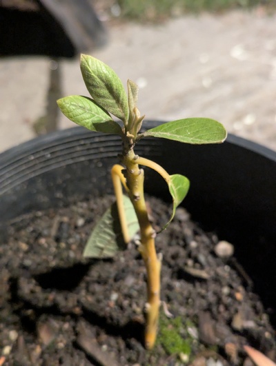 (March 11, 2025) Update -- Spring flush is getting started, hopefully this will be the year it grows nicely. The ortet was damaged a bit by 22.4F, but not too badly, so seems to be worth evaluating further.