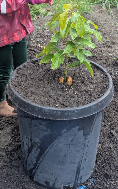 (March 13, 2025) Potted up -- To 15 gal