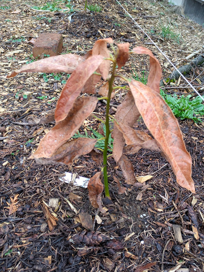 (March 13, 2025) Spring Thaw -- Leaves dead, but main stem surprisingly green.