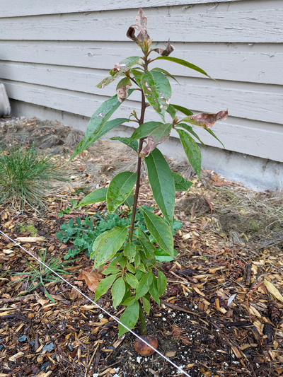 (March 13, 2025) Spring Thaw -- SURPRISINGLY intact! Most leaves survived, uppermost growth seems to be most affected.