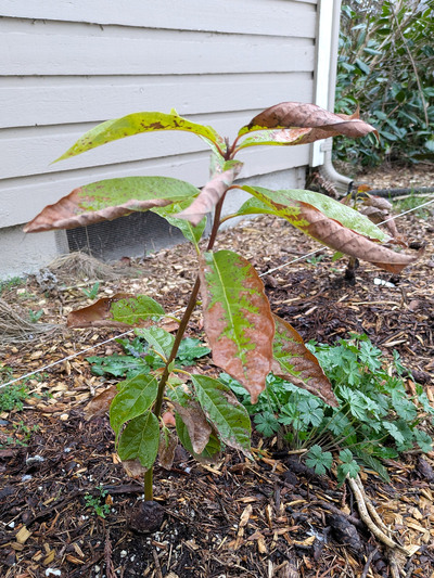 (March 13, 2025) Spring Thaw -- 50/50 on this one. A lot of leaves partially damaged, but not completely. Mainstem looks very healthy.
