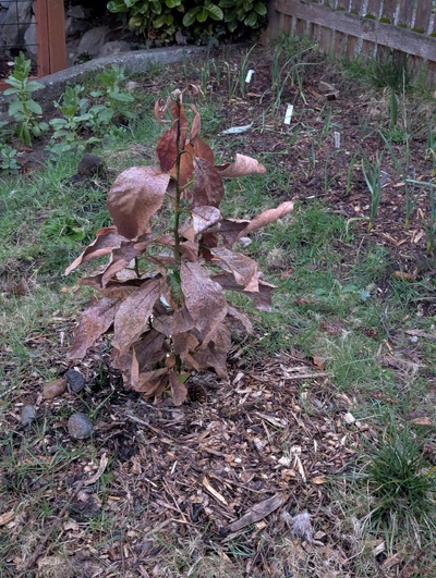 (March 13, 2025) Update -- Looking pretty ragged, seems like the main stems are all fairly damaged.