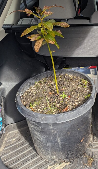 (March 15, 2025) Tree assigned -- ...and distributed.