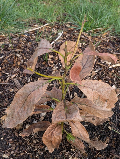 (March 21, 2025) End of winter -- Leaves are mostly killed but the main stems are in pretty good shape. Not clear yet where on the stems the growth will resume this season, though.
