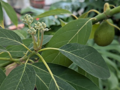 (March 21, 2025) Flower/fruit update -- Flowers have not quite opened yet, but getting close, and the fruit has not developed much more yet since the fall.