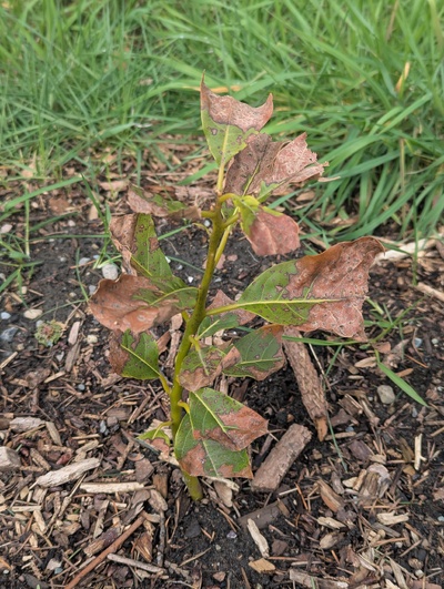 (March 21, 2025) Winter update -- Most buds survived fine and the leaves mostly kept a bit of green, so not bad at all for how small it is.