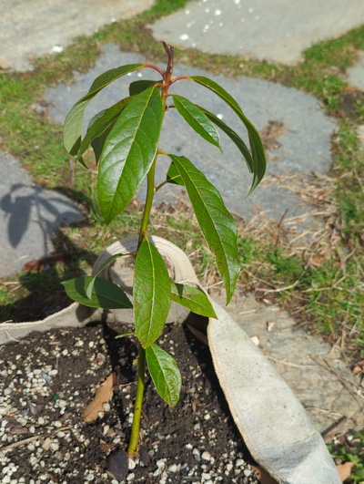 (March 22, 2025) End of winter -- This was one of the least-damaged seedlings in a 10 gal grow bag outside next to the side of the house all winter.
