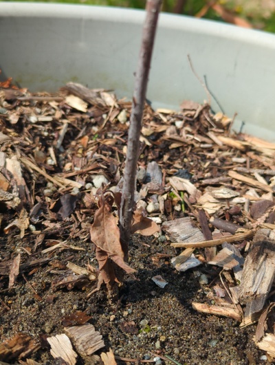 (March 30, 2025) Dead -- Finally died over the winter 