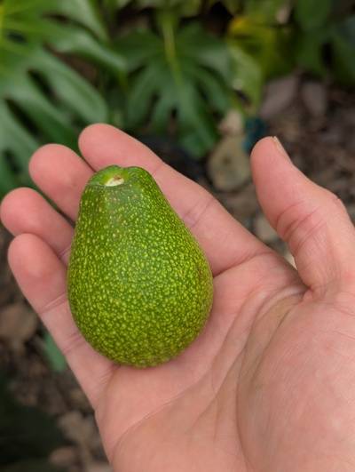 (April 9, 2025) Fruit fell today -- Will see if it will counter-ripen, hopefully is ready.