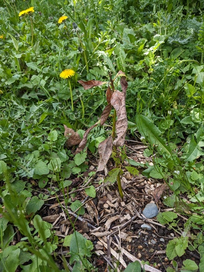 (April 11, 2025) post winter report -- Seems to have survived. Looks very sad but a few healthy leaves towards the base.