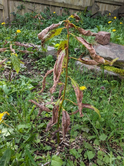 (April 11, 2025) post winter report -- I think it survived? A couple healthy leaves.