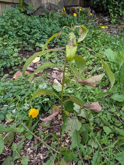 (April 11, 2025) post winter update -- Looking pretty good! Seems to have survived the winter with all its leaves.